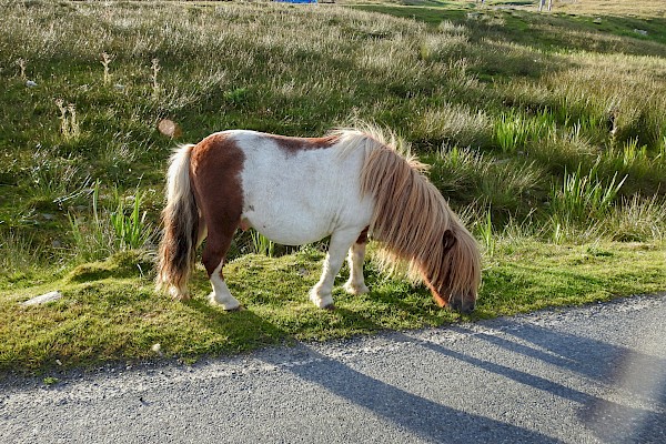 Puffins, Ponies, Picturesque & Past Shetland - Image