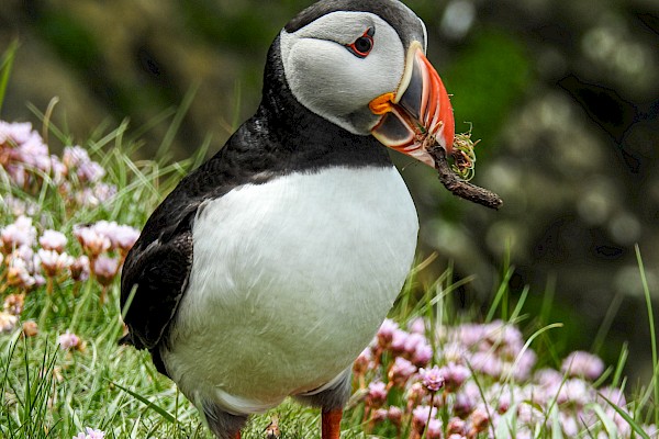 Puffins and Picturesque Shetland - Image