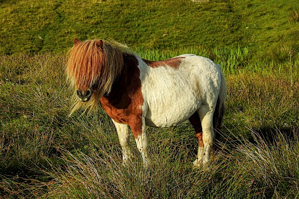 Capital to Capital with Ponies - Image