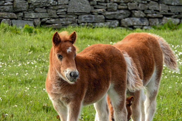Puffins, Ponies, Picturesque & Past Shetland - Image