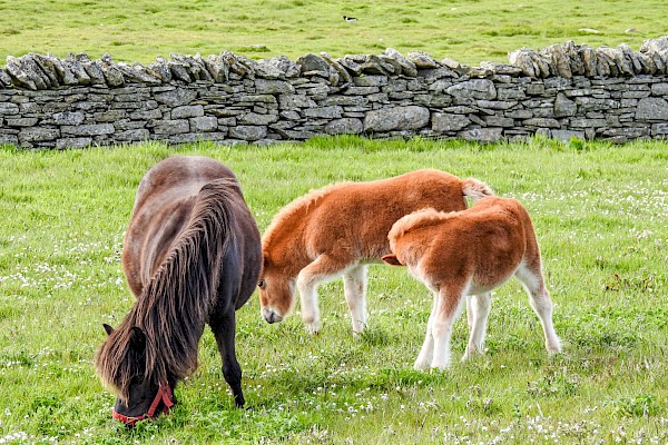 Puffins, Ponies, Picturesque & Past Shetland - Image