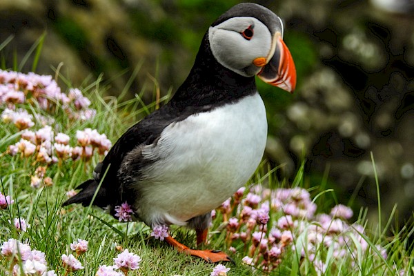 Puffins, Ponies, Picturesque & Past Shetland - Image