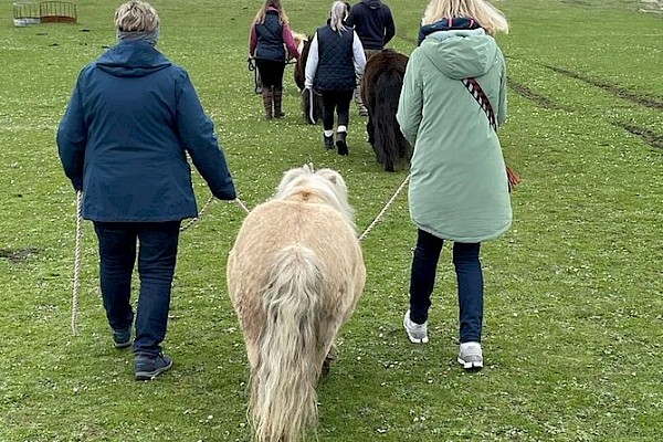 Shetland Pony Experience - Image